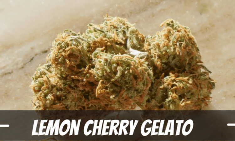 
Is Lemon Cherry Gelato suitable for beginners?
