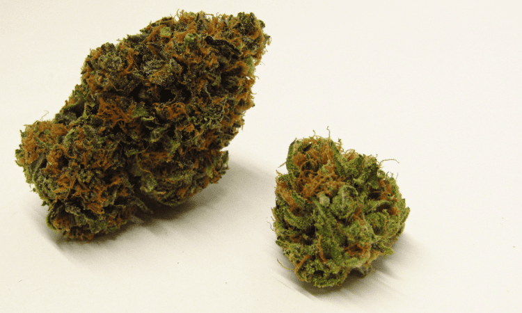 What makes Zkittlez a popular strain among users?