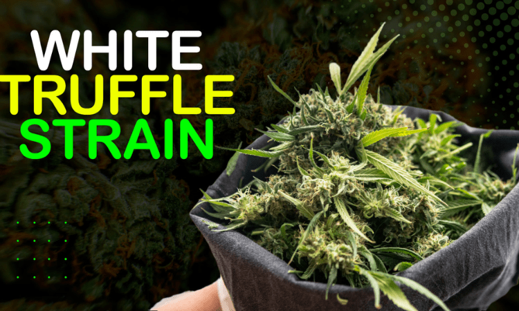 How does White Truffle compare to other strains in potency and effects?