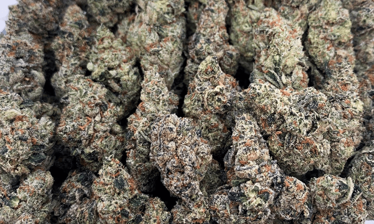 What distinguishes the Animal Cookies strain from others?