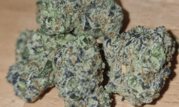 Black Cherry Gushers Strain