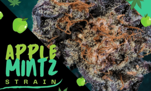 Apple Mintz Strain