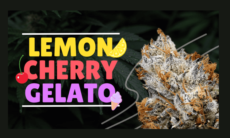 Is Lemon Cherry Gelato suitable for beginners?