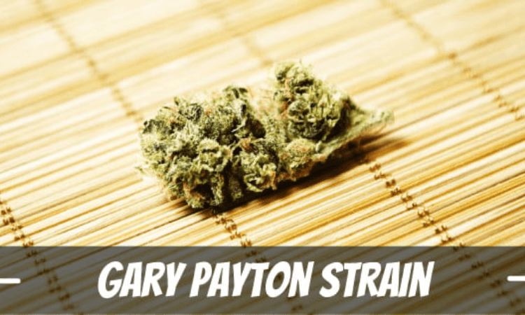 How does the Gary Payton strain affect users?