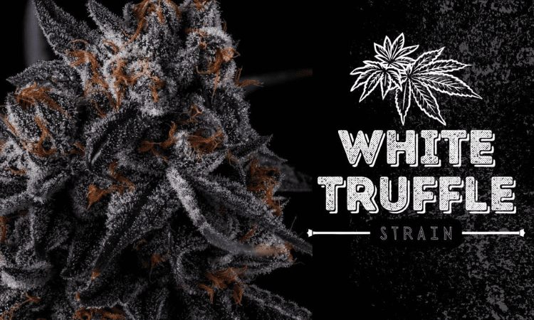 How does White Truffle compare to other strains in potency and effects?