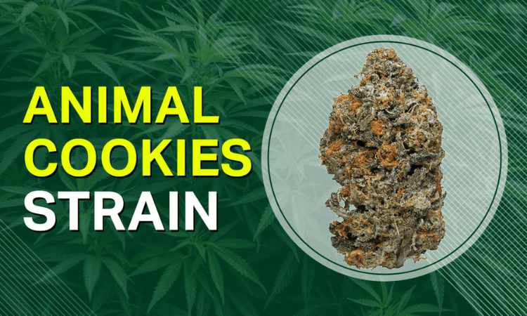 What Effects does the Animal Cookies strain Have on Users?